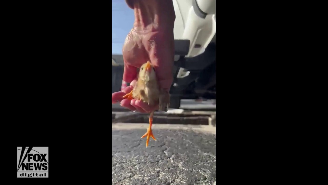 Tiny chick is rescued from sewer drain and reunited with its mother