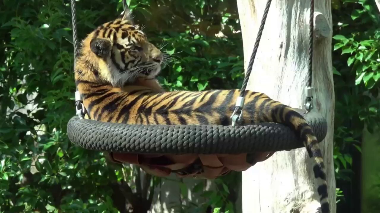 Critically endangered tiger cubs at London Zoo play with new swing
