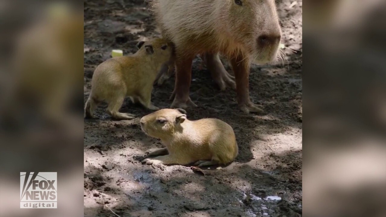 Capybara cubs are born at the San Diego Zoo