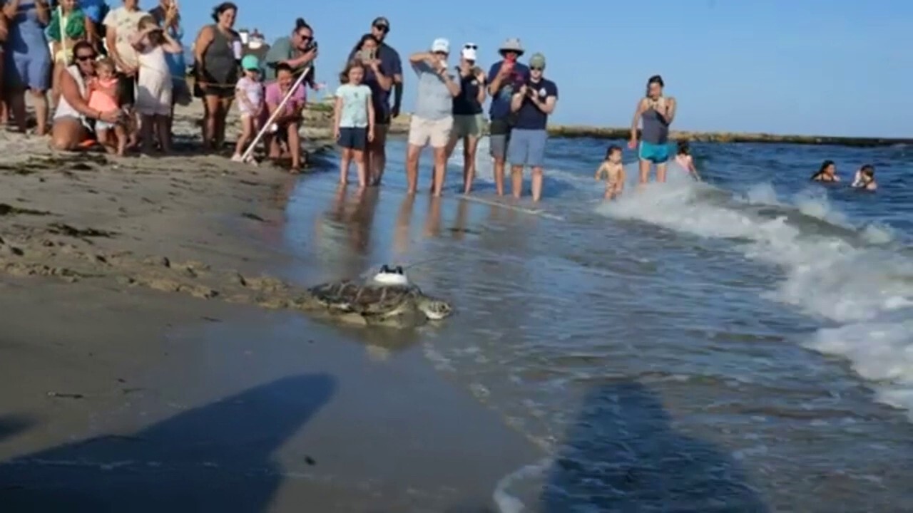 Return home! Sea turtles released off the Cape Cod coast