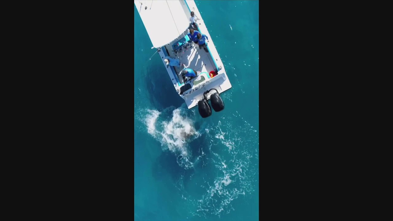 Bull shark repeatedly and violently attacks Florida fisherman's boat