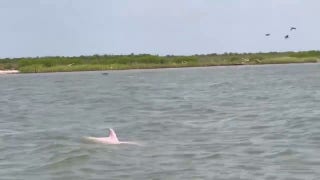 Rare pink dolphin spotted in Louisiana - Fox News