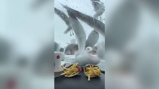 Seagulls try to steal McDonald’s fries from passengers inside a car