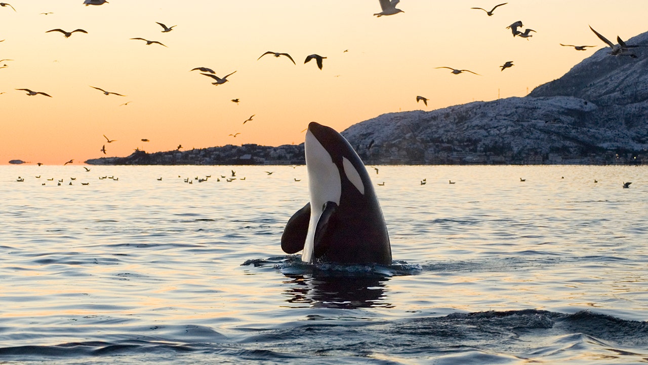 Killer whale mothers protect their sons more than their daughters, new study finds