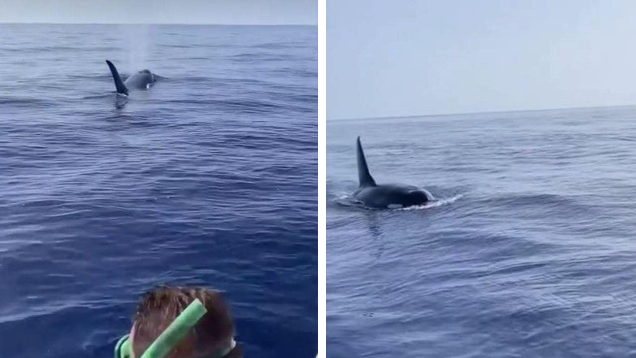 Florida fishermen's close encounter with killer whales caught on video: 'He's looking at you!'