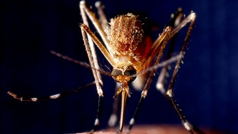 West Nile virus season: What you must know about spread, symptoms and prevention