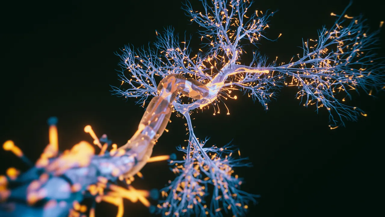 Neurons in brain