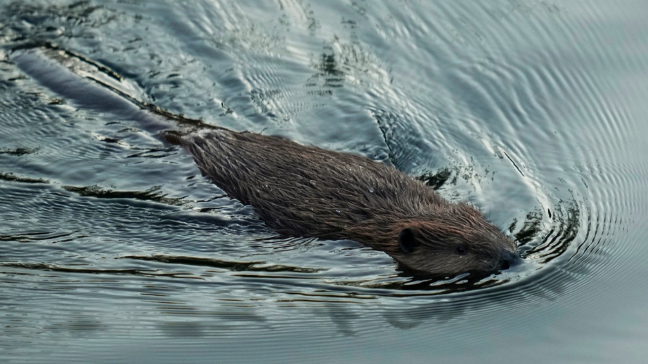 California beaver policy aims to tap ecological benefits, protect 'keystone species'